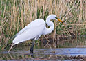 Ardea alba